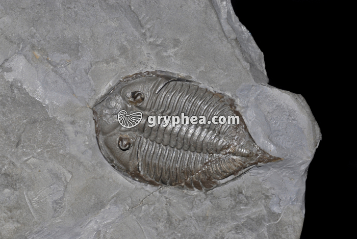 Trilobite (Dalmanites sp.) - gryphea.org